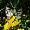 2 esemplari di Melanargia Galathea